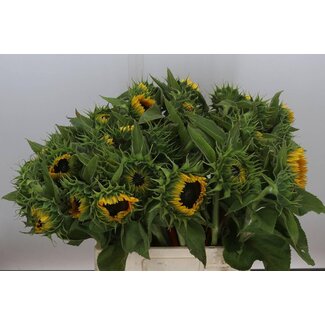 Freshy Helianthus Sunrich Orange Kmb
