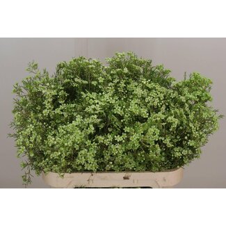 Freshy Chamelaucium Kleurbehandeld Overig H% Groen