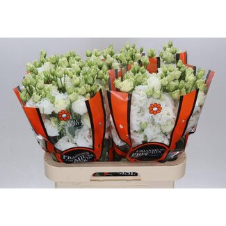 Freshy Eustoma Gevuld Celebrich White