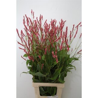Freshy Persicaria Bio