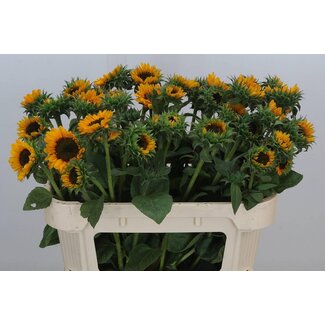 Freshy Helianthus Sonja Bio X50
