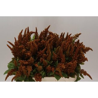 Freshy Amaranthus Cr Hot Biscuit