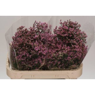 Freshy Limonium Sin Blush Diamond