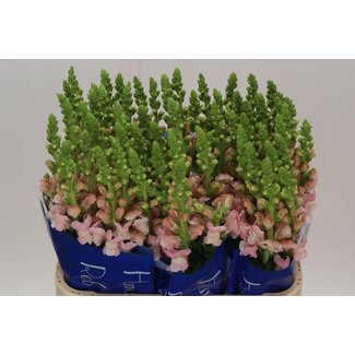 Freshy Antirrhinum Costa Silver