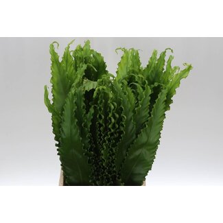 Freshy Rucola (p. bos)