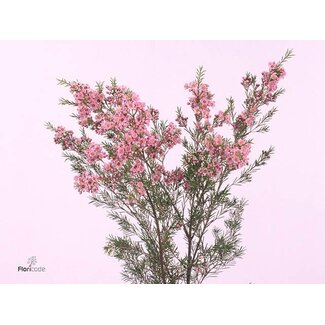 Freshy Chamelaucium Un Hot Pink