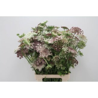 Freshy Daucus Carota 'dara