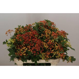 Freshy Viburnum op Compactum 4 Kop