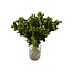 Verse groene Hypericum  "Lucky Romance" | ↕ 50 cm | Per 25 takken