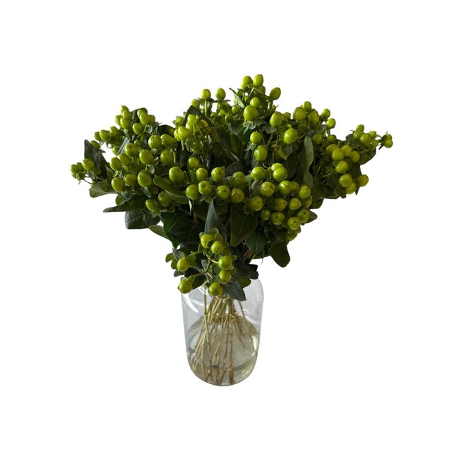 Verse groene Hypericum  "Lucky Romance" | ↕ 50 cm | Per 25 takken