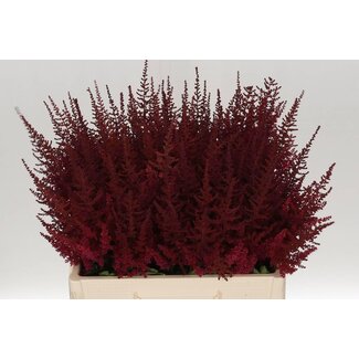 Freshy Astilbe Ar Paul Gaarder