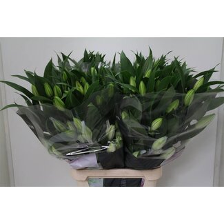 Freshy Lelie Oriental Du Roselily Angela