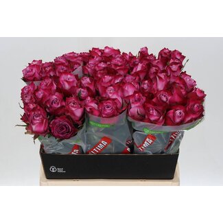 Freshy Rosa Deep Purple