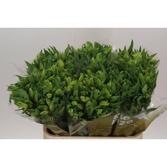 Freshy Alstroemeria Limelight Import