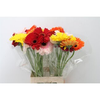 Freshy Gerbera * 65 Cm Roze in Bos X10 (kwekers Keus)
