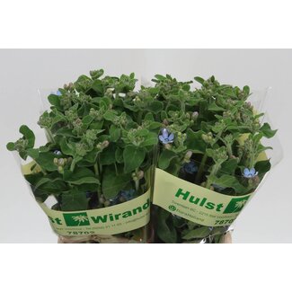 Freshy Oxypetalum Co Tanacetum Pure Blue