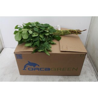 Freshy Salal Groot Orca (p,bos)