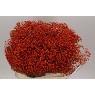 Freshy Gyps Kleurbehandeld Xlence Oranje