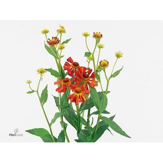 Freshy Helenium Orange Beauty