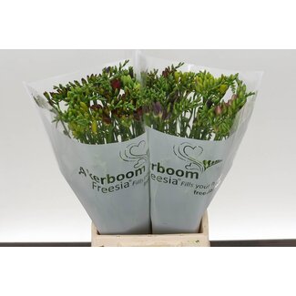 Freshy Freesia enkel Gemengd