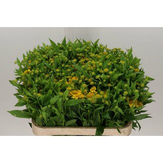 Freshy Helenium Kanaria