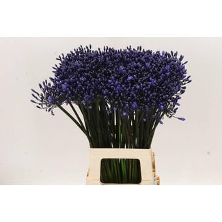 Freshy Agapanthus Intermedius