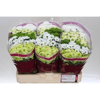 Freshy Chrysant santini Gemengd Breeze