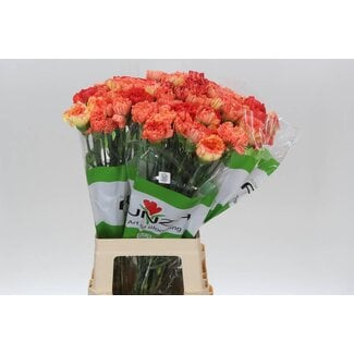 Freshy Anjer Funza Kort Rainbow Orange