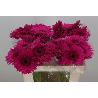 Freshy Gerbera * Bon Dia X10