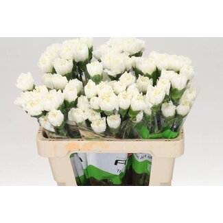 Freshy Anjer Funza Kort Delphi 50cm