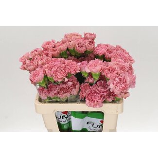 Freshy Anjer Funza Kort Lege Pink 50cm