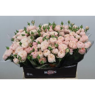Freshy R tros Royal Blush