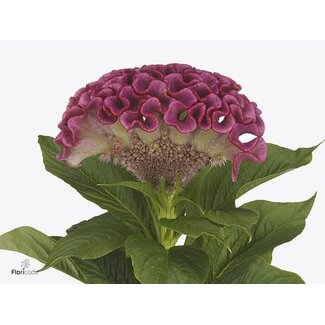 Freshy Celosia C Lavly
