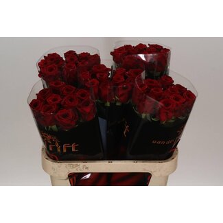 Freshy Rosa Red Naomi Drift