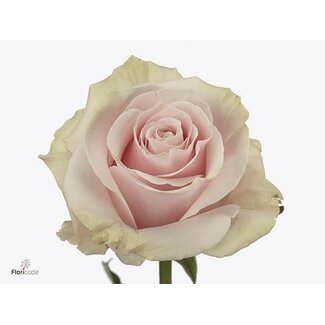 Freshy R Eq Pink Mondial