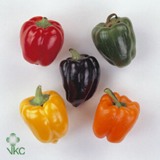 Freshy Capsicum Campanelle Verdi 500gr (p. bos)