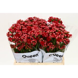 Freshy Kalanchoe Pretty Red Meadow