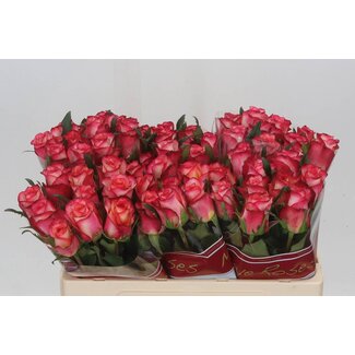 Freshy Rosa Spark Condor