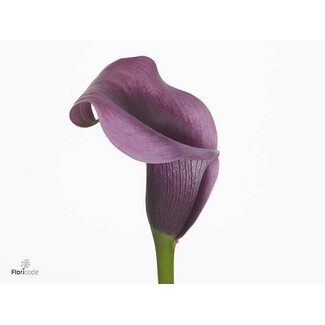 Freshy Zantedeschia Accent