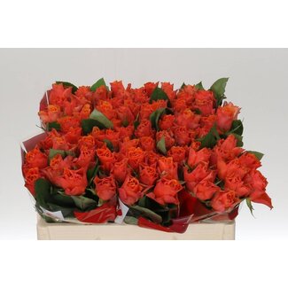 Freshy Rosa Arancio