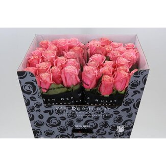 Freshy Rosa Adele
