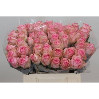 Freshy Rosa Paloma Steffi