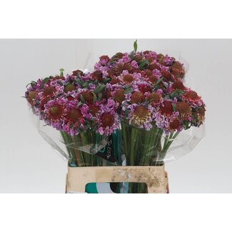 Freshy Scabiosa At F Scoop Bicolor Pink