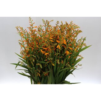 Freshy Crocosmia George Davids