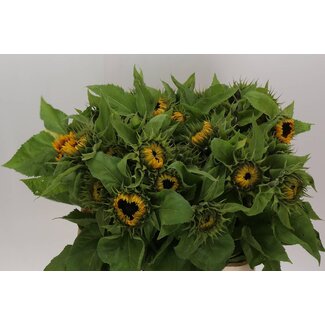Freshy Helianthus Sunrich Orange