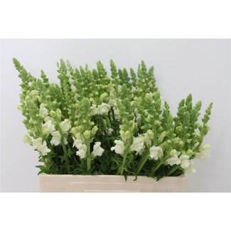 Freshy Antirrhinum Poto White Bio