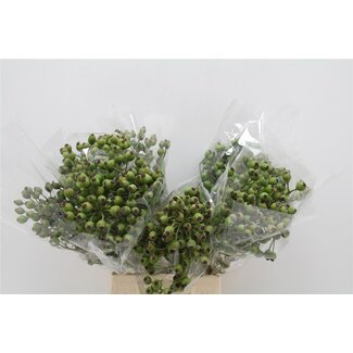 Freshy Rozenbottel Frutuosa 500gr (p. bos)