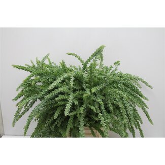 Freshy Mimosa Vesita 200gr (p. bos)