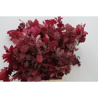 Freshy Quercus Pres Cerise 150gr (p. bos)