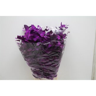 Freshy Eucalyptus Cinerea Col Purple 200gr (p. bos)